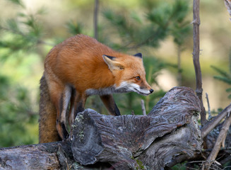 Red Fox Portrait 