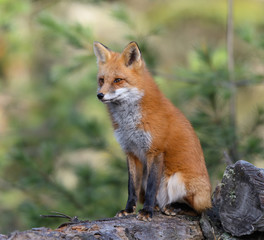 Red Fox Portrait