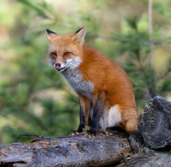 Red Fox Portrait
