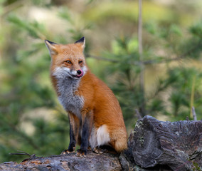 Red Fox Portrait