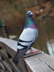 pigeon 