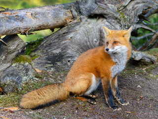 Red Fox Portrait