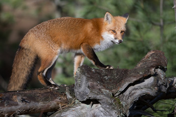 Red Fox Portrait 