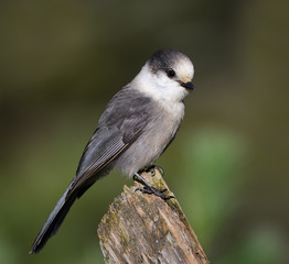 Gray Jay