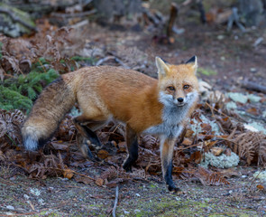 Red Fox Portrait