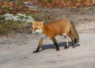 Red Fox Running