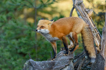 Red Fox Portrait