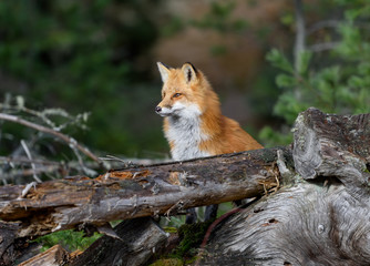 Red Fox Portrait