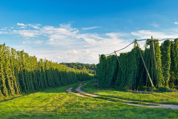 Hop field before the harvest