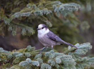 Gray Jay