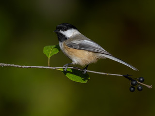 Obraz premium Black-Capped Chickadee on Green Background in Fall
