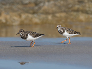 Ruddy Turnstones Foraging