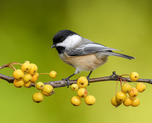 Obraz premium Black-Capped Chickadee on a Branch with Yellow Berries in Fall