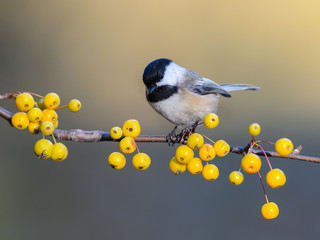 Black-Capped Chickadee on a Branch with Yellow Berries in Fall