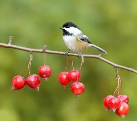 Black-Capped Chickadee on a Branch with Red Berries in Fall