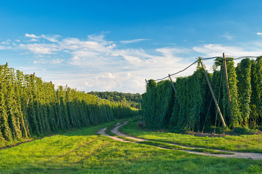 Hop field before the harvest