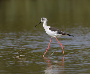 Black-winged Stilt
