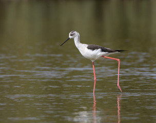 Black-winged Stilt