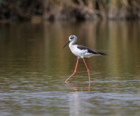 Black-winged Stilt on Green Background