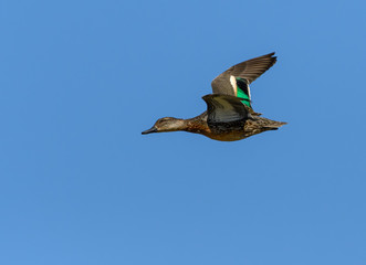 Female Green-winged Teal in Flight