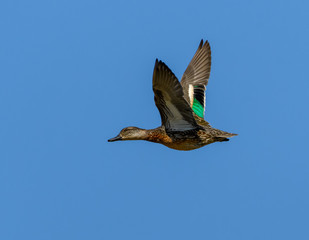 Green-winged Teal in Flight on Blue Sky