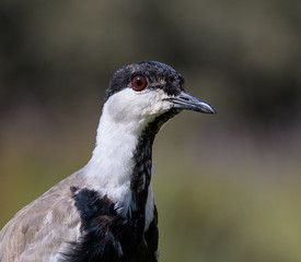 Spur-winged Lapwing Portrait