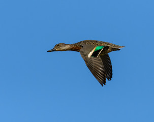 Female Green-winged Teal in Flight on Blue Sky