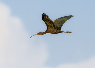 Glossy Ibis in Flight
