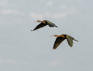 Glossy Ibis in Flight