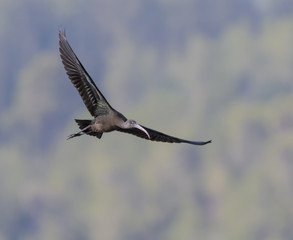 Glossy Ibises in Flight 
