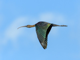 Obraz premium Glossy Ibises in Flight on Blue Sky