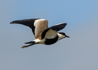 Spur-winged Lapwing in Flight
