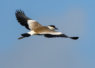 Spur-winged Lapwing in Flight