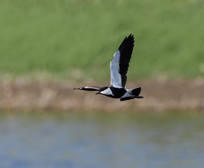 Spur-winged Lapwing in Flight