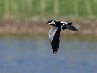 Spur-winged Lapwing in Flight