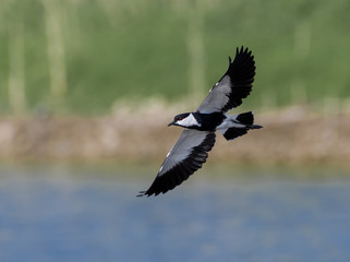 Spur-winged Lapwing in Flight