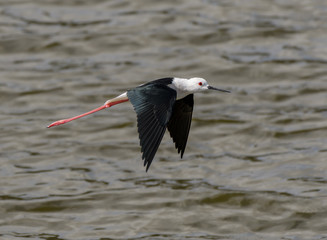 Black-winged Stilt in Flight