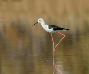 Black-winged Stilt