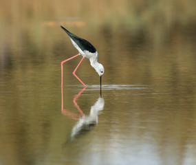 Black-winged Stilt