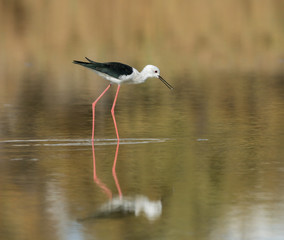 with ReflectionBlack-winged Stilt