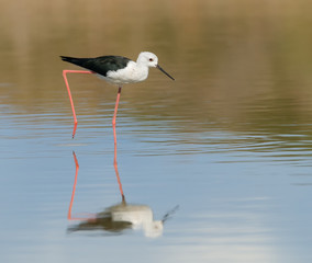  with ReflectionBlack-winged Stilt