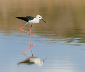 Black-winged Stilt