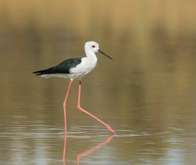 Black-winged Stilt