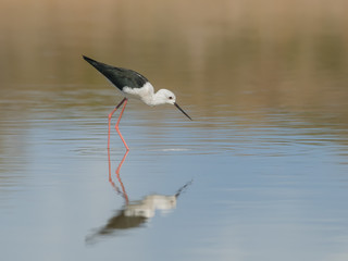 Black-winged Stilt