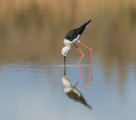 Black-winged Stilt