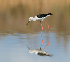 Fototapeta premium Black-winged Stilt 