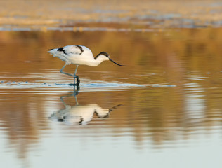 Pied Avocet Foraging