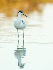 Pied Avocet Foraging