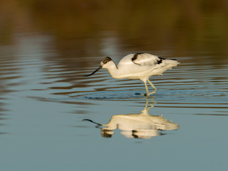 Pied Avocet with Reflection