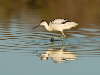 Pied Avocet